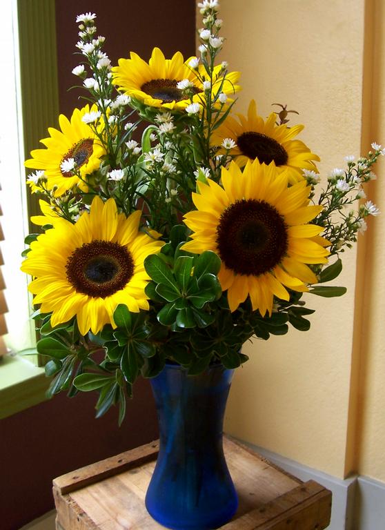 sunflower vase group picture, image by tag